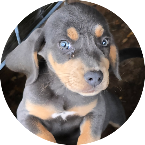 X’CALIBER’S “Blu Jay”