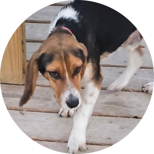 X CALIBER’S “Smokey”