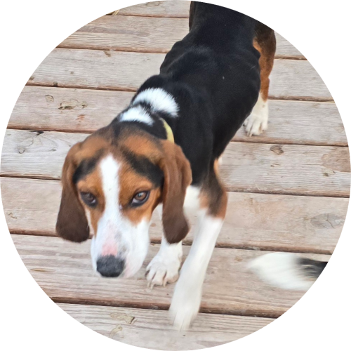 X’CALIBER’S “RHINO”