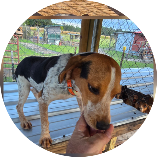 X CALIBER’S “Doc Holliday”