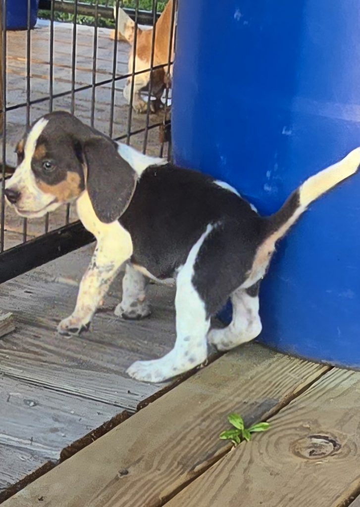 Xcaliber beagles